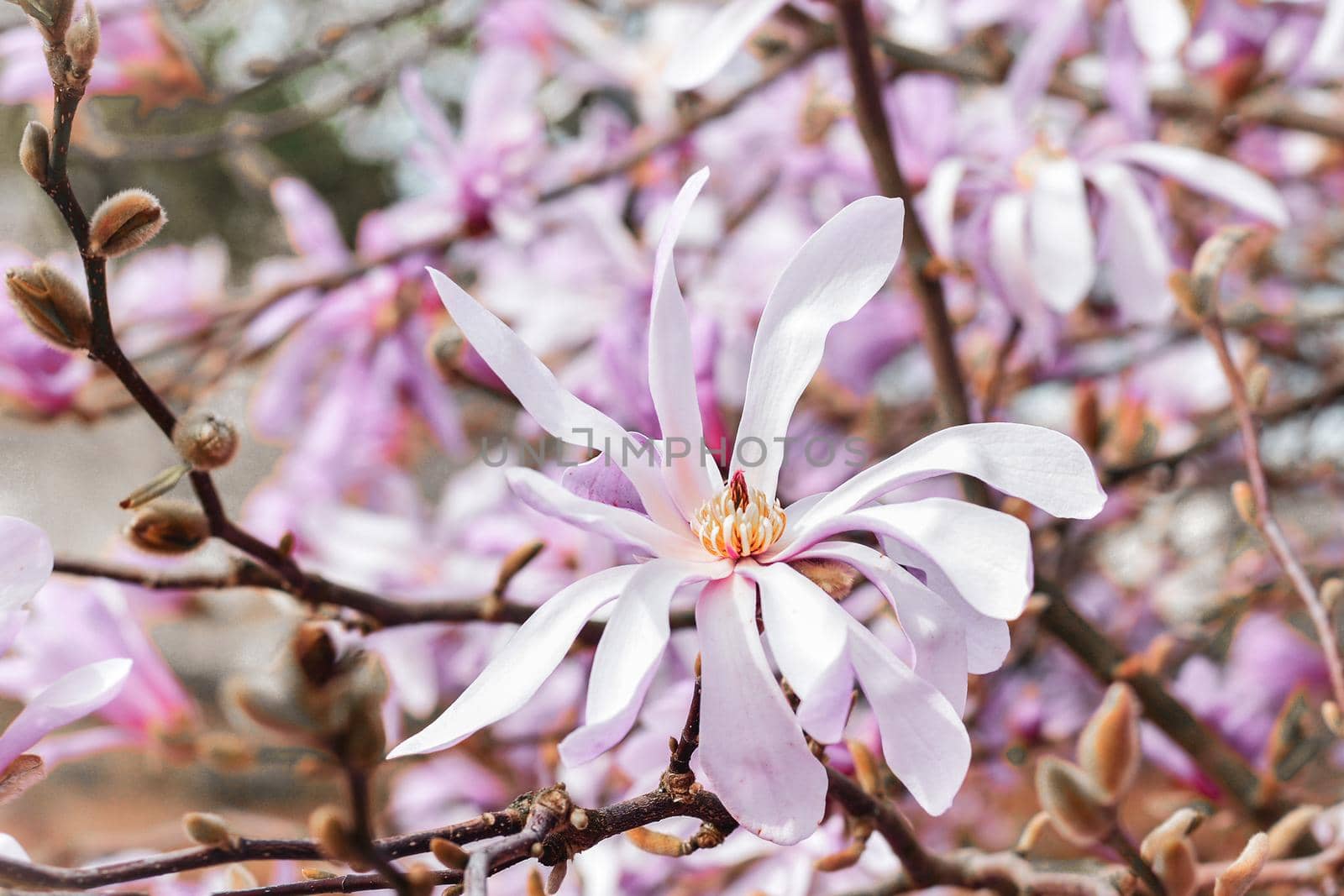 Spring Blossoms of a Magnolia tree in France