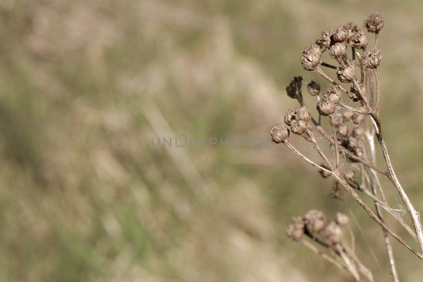 Dry wild grass spikelets. Abstract natural background in pastel colors by milastokerpro