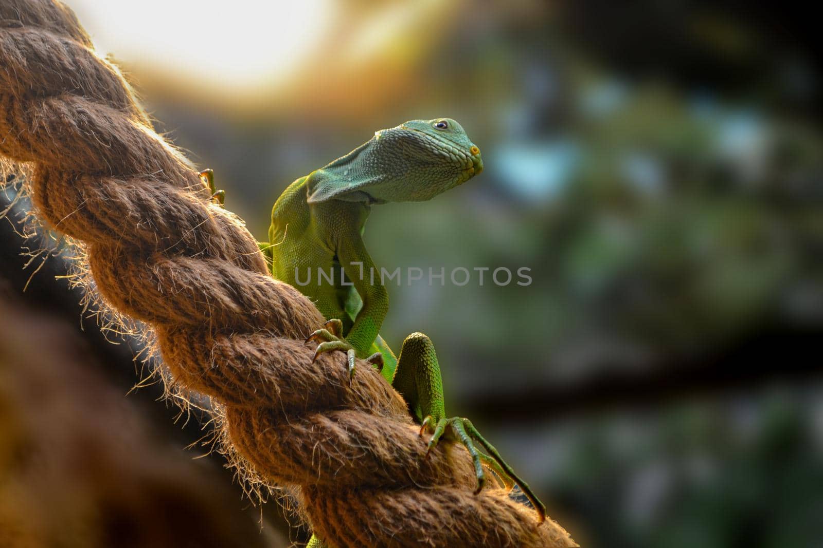 Green skin lizard looking Chinese water dragon. High quality photo