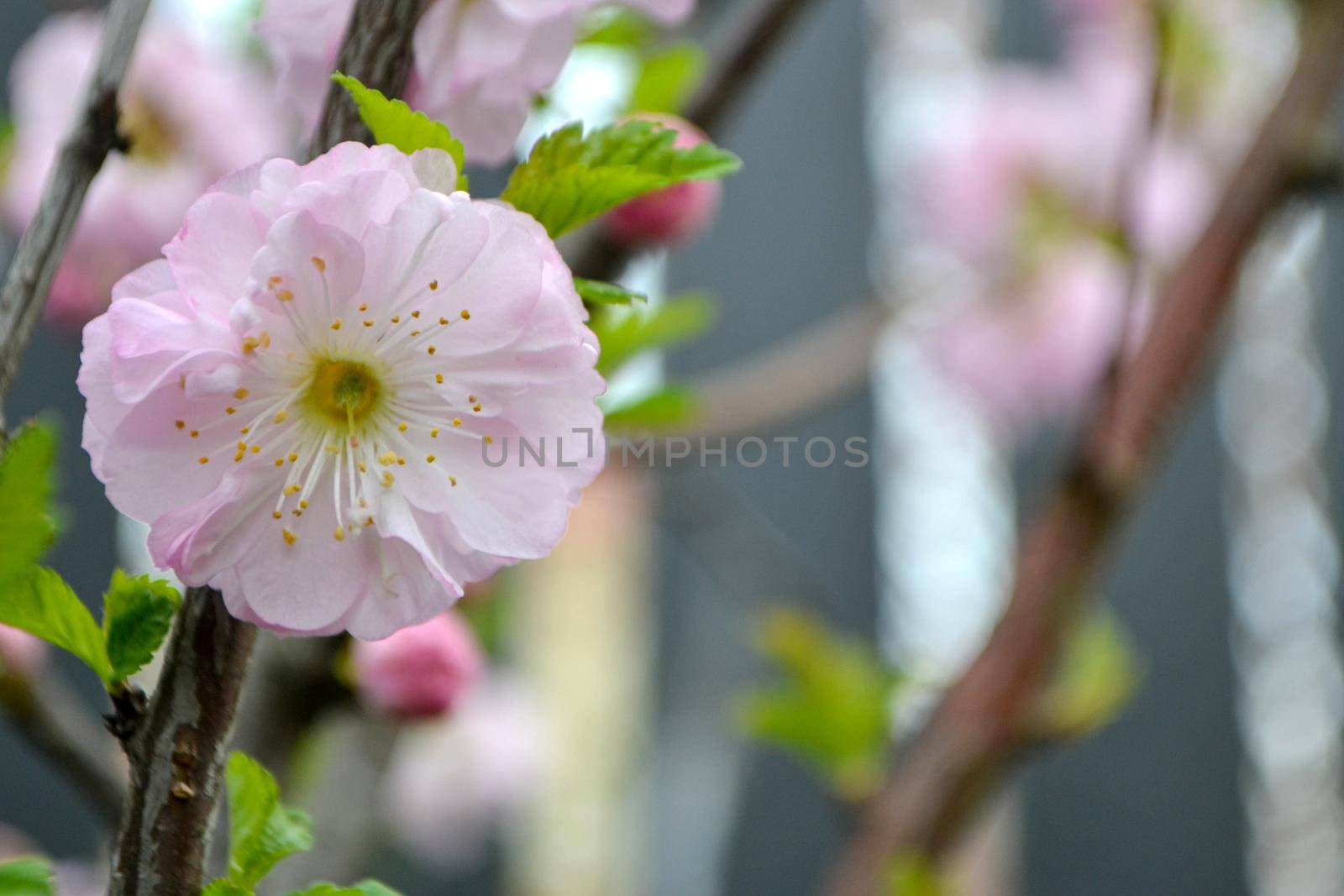 Beautiful Pink Sakura flowers, cherry blossom during springtime against blue sky, toned image with sun leak. High quality photo