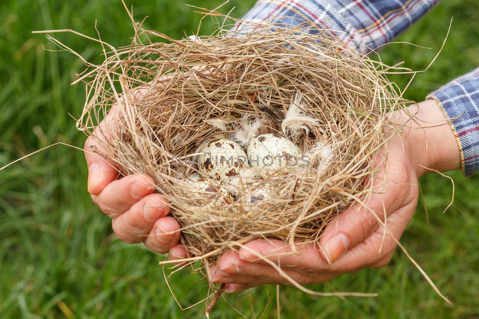 Two hands carefully holding a nest with eggs of quail on green grass background