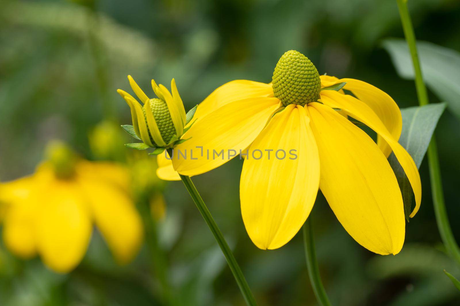 Shiny Coneflower (Rudbeckia nitida), flowers of summer