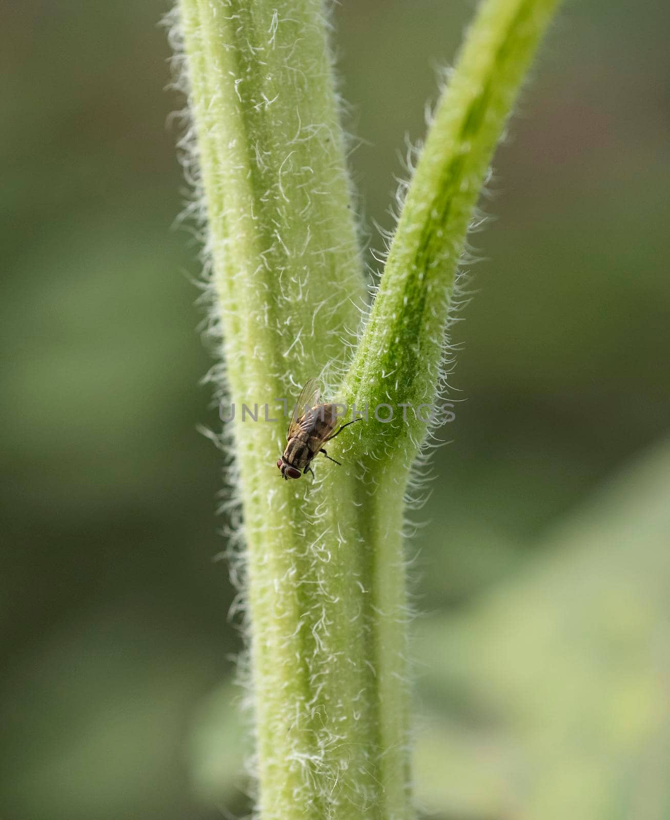 Close-up detail of a housefly insect musca domestica on a green plant stalk with trichome hairs 
