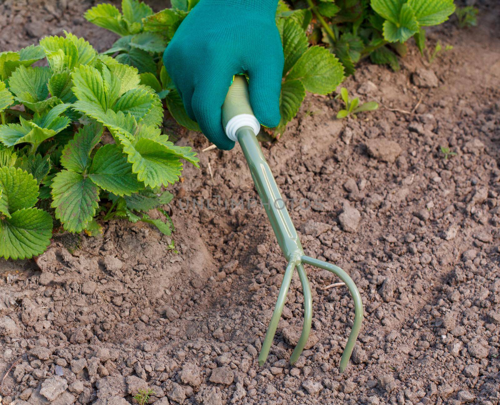 Small hand garden rake in hand dressed in a green glove is loosening soil around the strawberry bush.