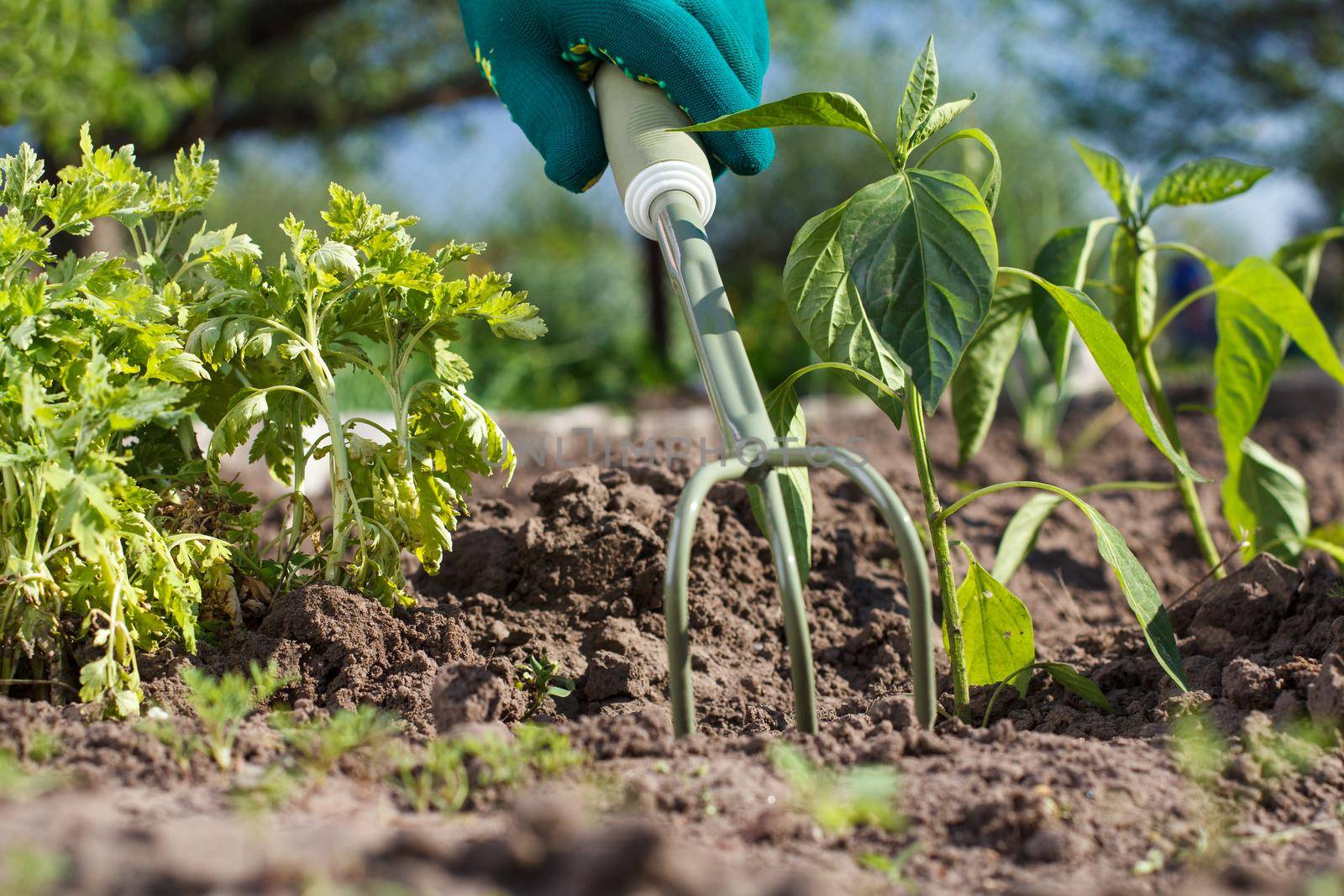 Small hand garden rake in hand dressed in a green glove is loosening soil around the pepper seedling.