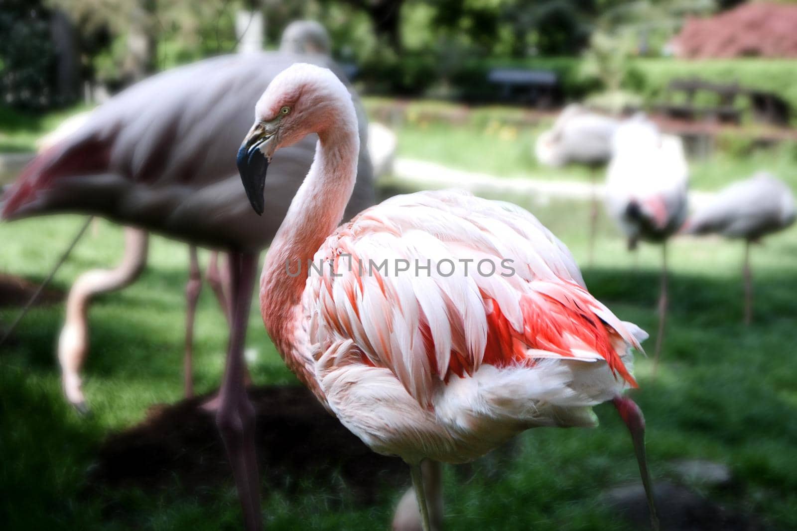 American flamingo Phoenicopterus ruber or Caribbean flamingo. Big bird is relaxing enjoying the summertime. Nature green background. High quality photo