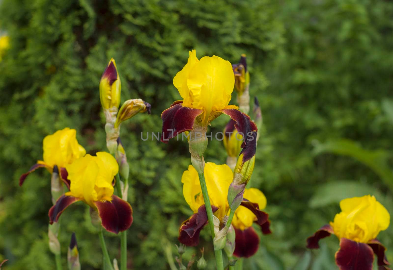 Burgundy yellow flowers of iris on a green background