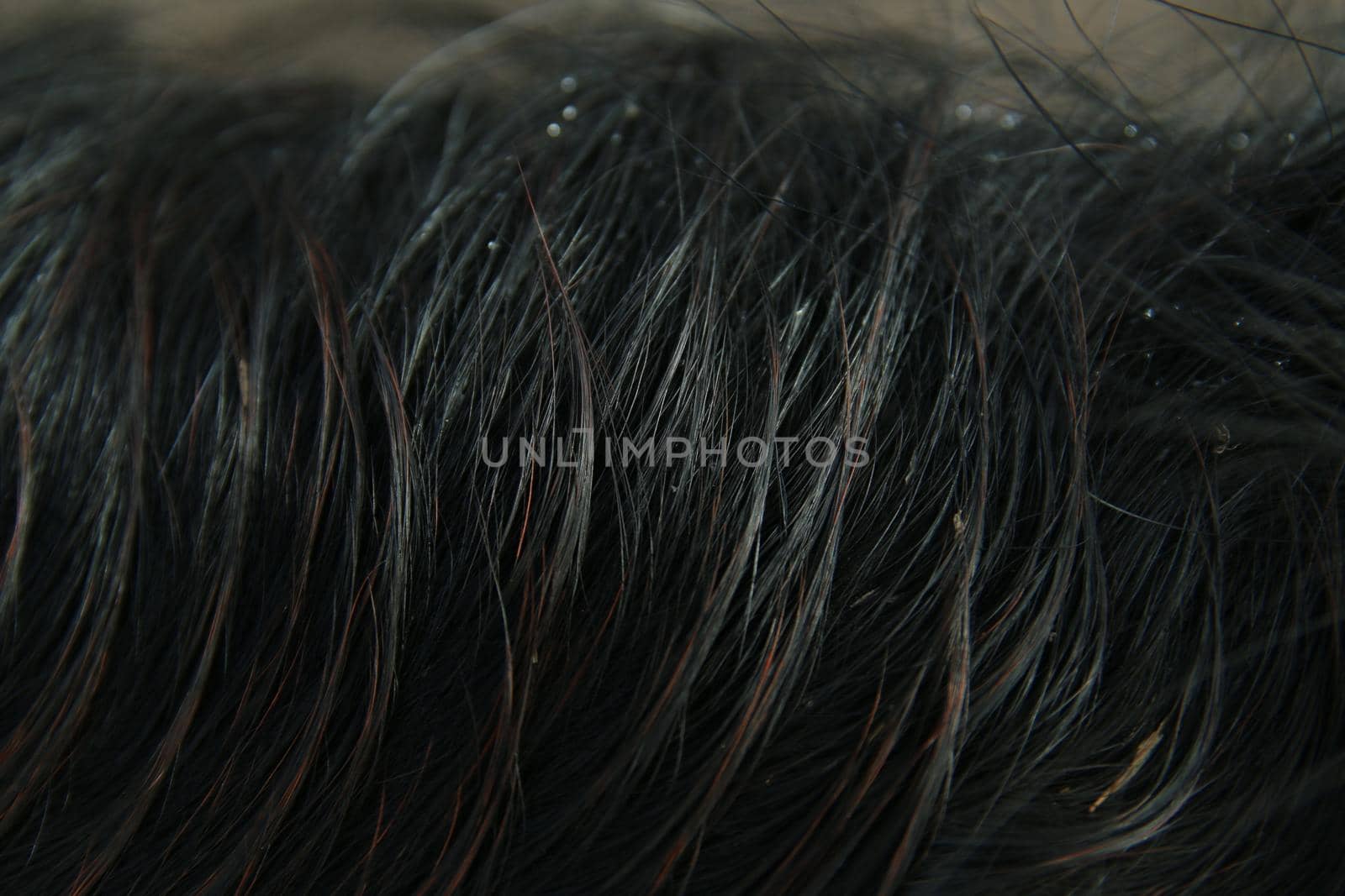 Close-up of the wet mane of a black horse