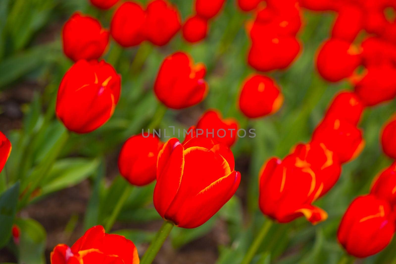 colorful tulips field  by keko64