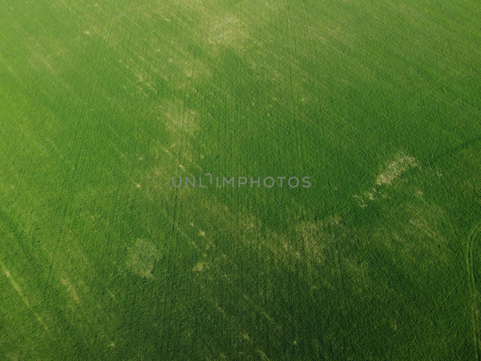 Green wheat field in countryside, close up. Field of wheat blowing in the wind at sunny spring day. Young and green Spikelets. Ears of barley crop in nature. Agronomy, industry and food production