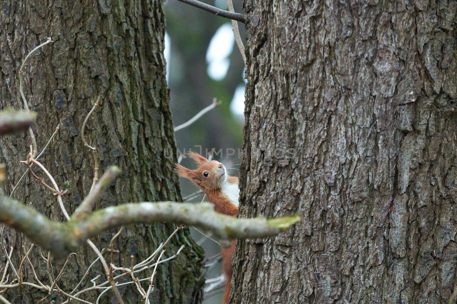 One red squirrel on an oak tree