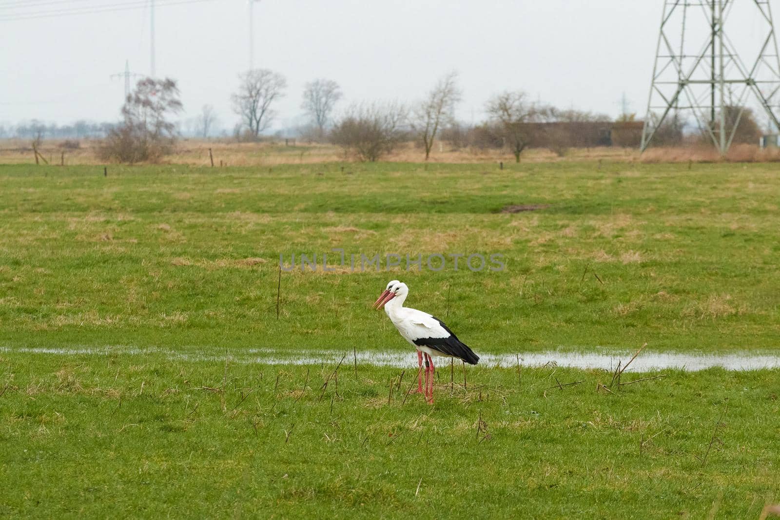 Two white storks on a wet meadow by Luise123