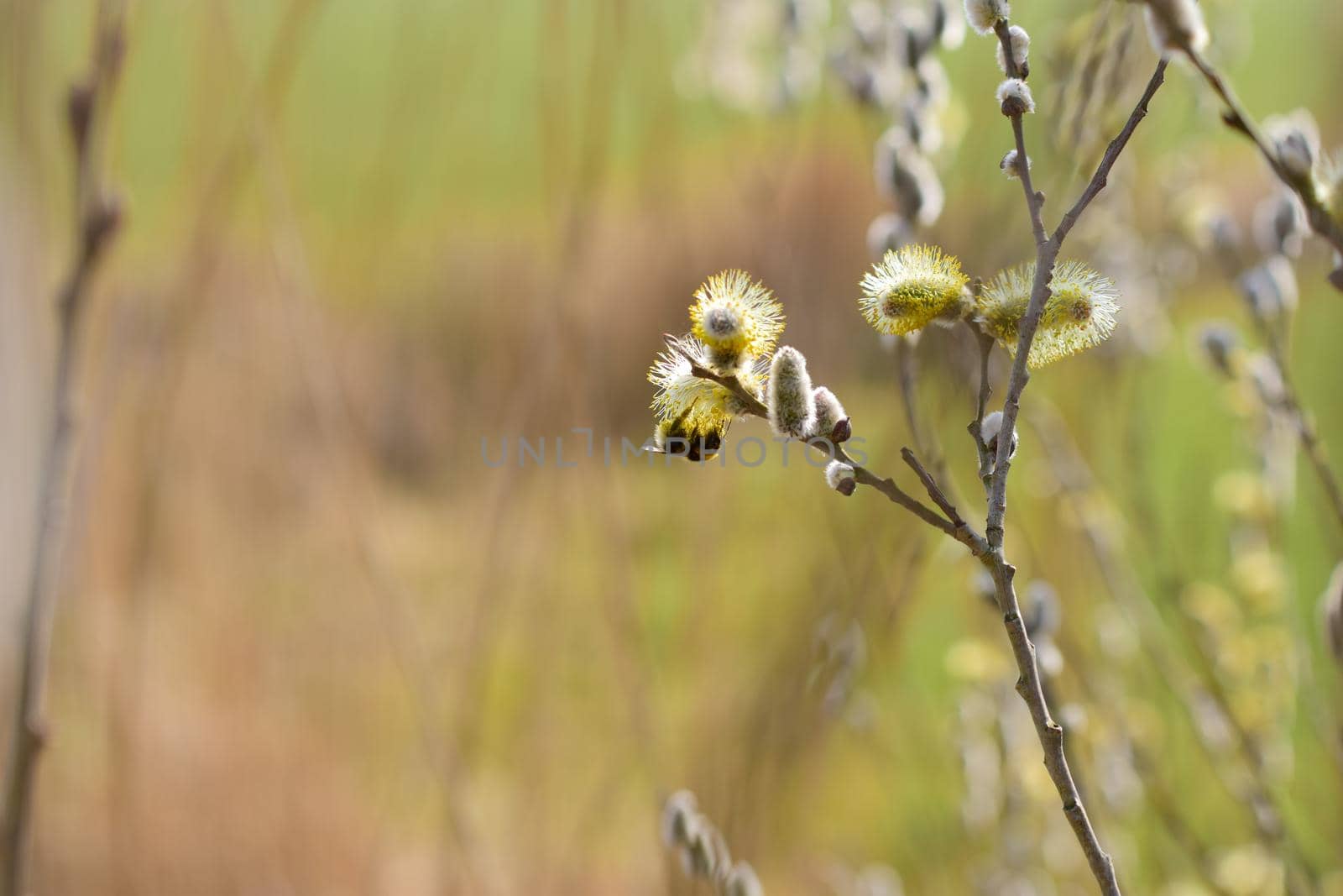 A Bee on a flowering salix against a blurry background