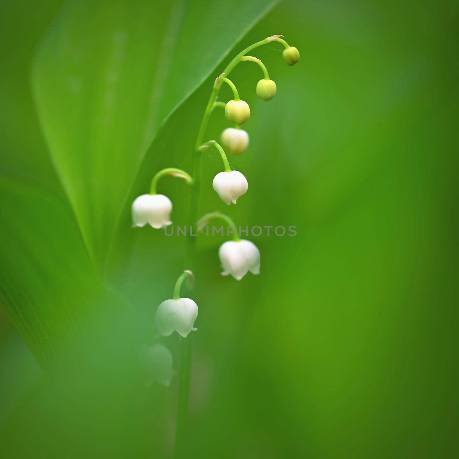 Spring green background with nature in the forest. Beautiful small white plant - flower - Lily of the valley. (Convallaria majalis) by Montypeter