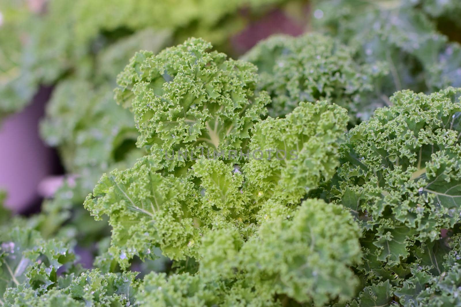 A close-up of wet green kale leaves