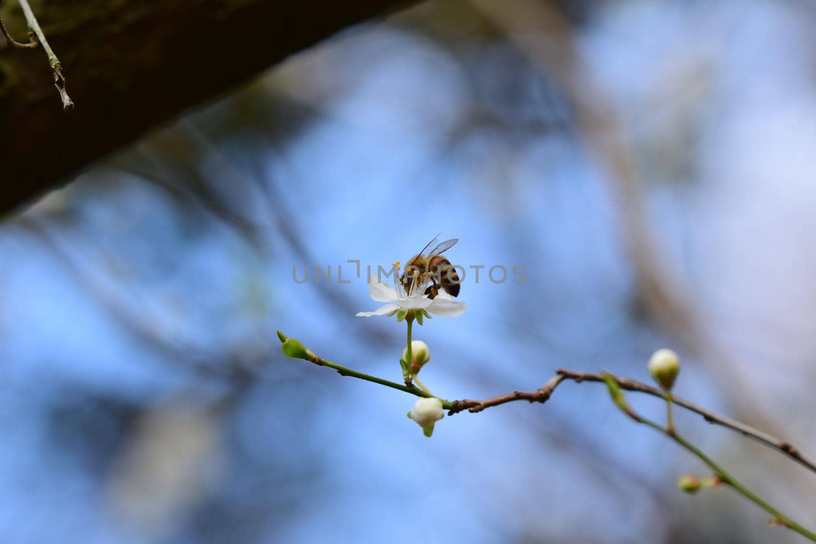 Close up of a honey bee on white blossom against a blurry background