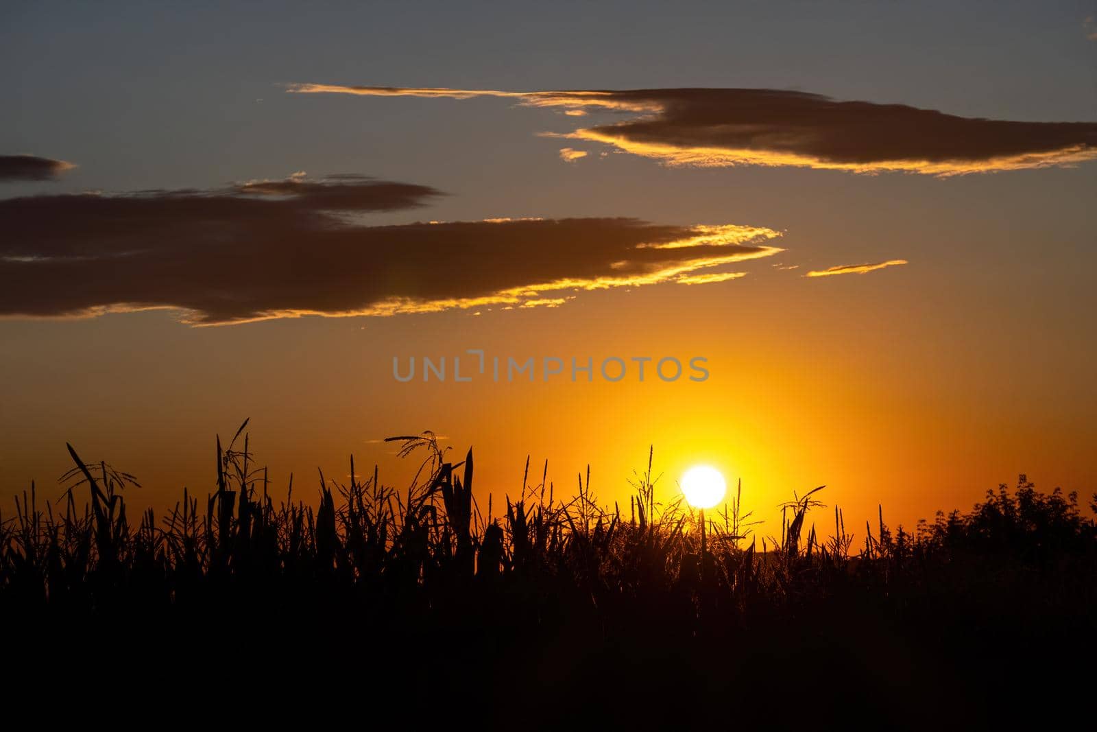 Sunny dry spikelets at the field in the back light during sunset, selective focus, nature background, spanish countryside