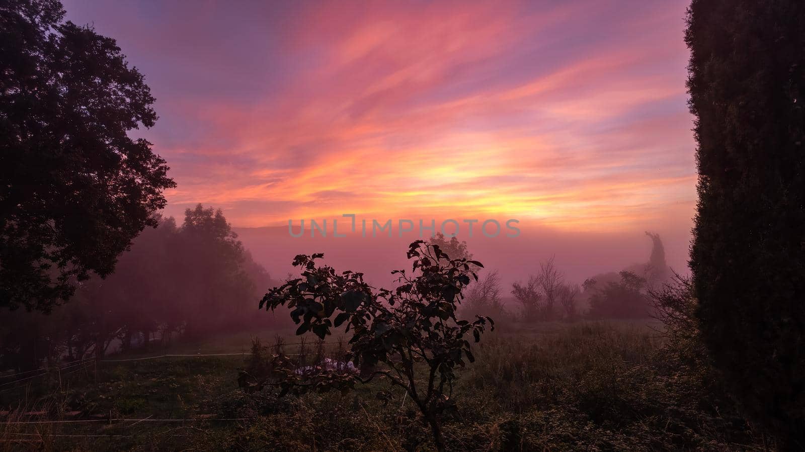 Pink red orange dawn in a village. View to a field with trees and plants. Very early morning with fog. Sky with the colorful clouds.