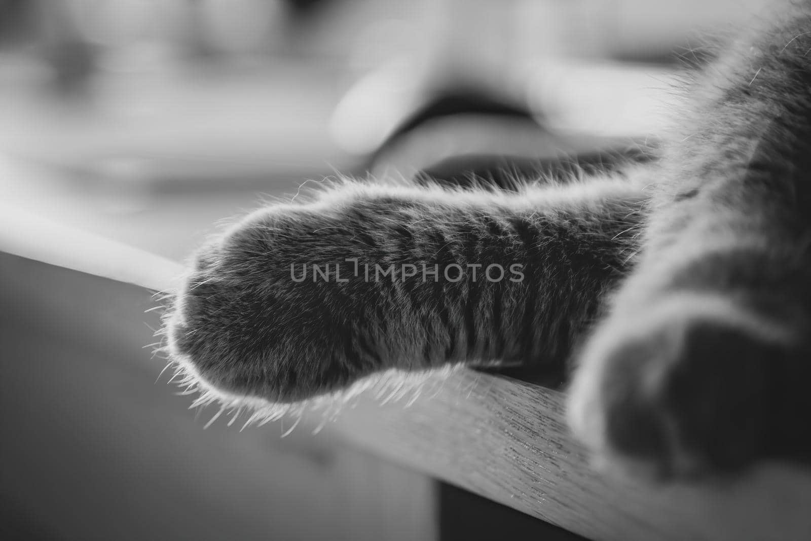 Close-up of british cat's paw, sleeping on a table at home. Blured background. Black and white