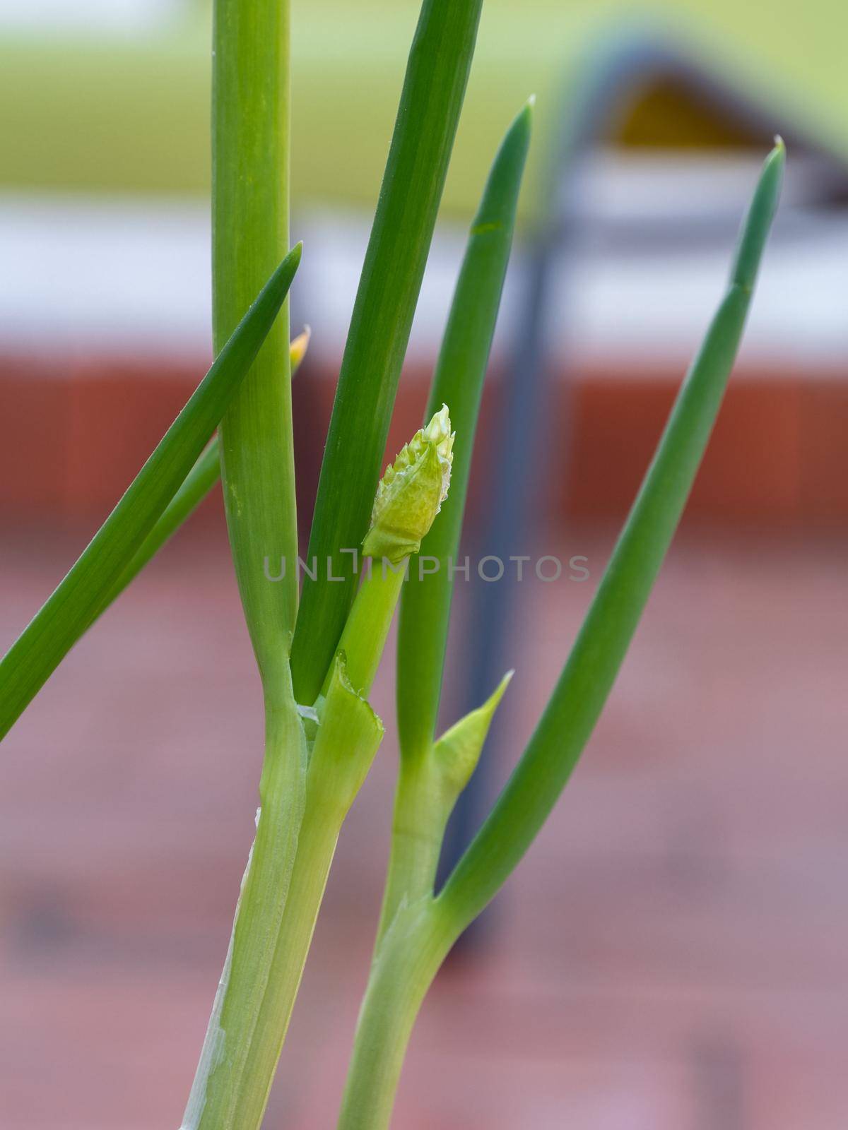 Gardening and horticulture at home on a terrace. Green spring onion growing for cooking. Close-up vertical shot