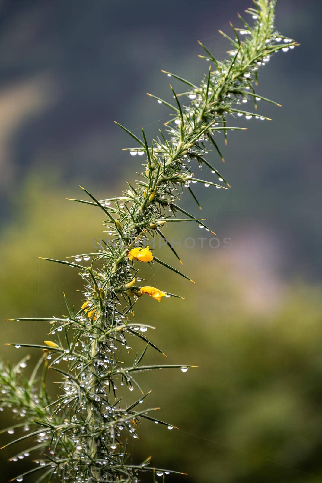 Green plant after the rain with yellow blooming and needles Genista Anglica (Petty Whin, Furze or Needle Whin), is a shrubby flowering plant of the family Fabaceae.