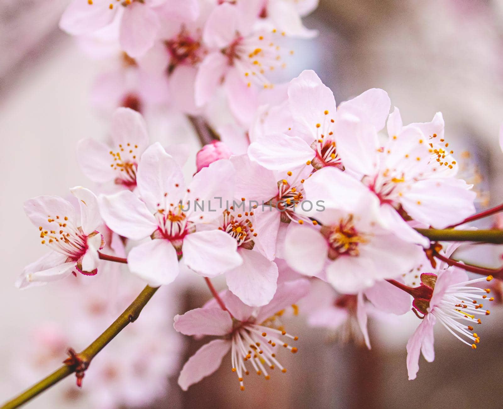 Blooming trees against the blue sky. Selective focus. Nature.