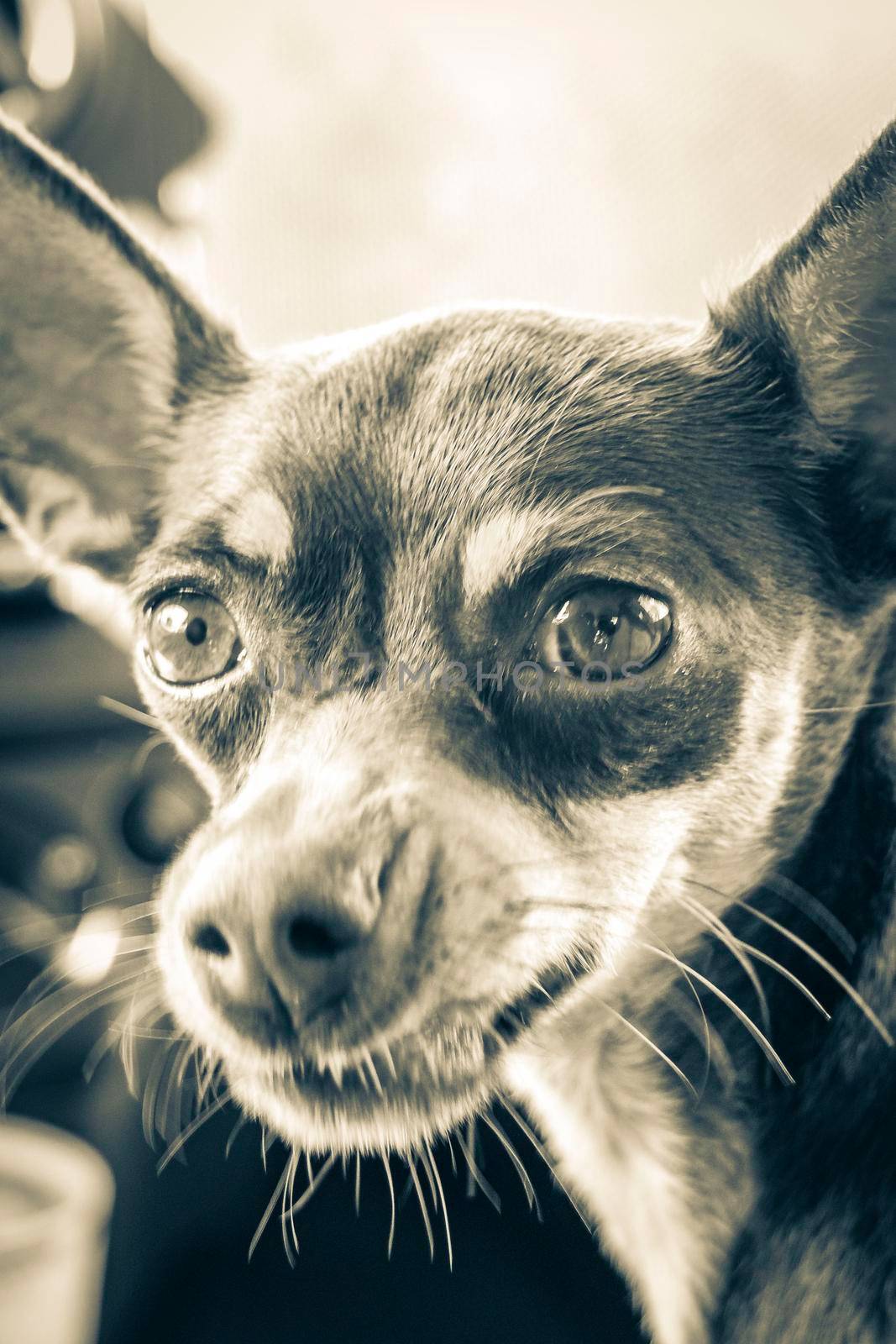 Very happy and cheerful russian toy terrier dog Tulum Mexico. by Arkadij