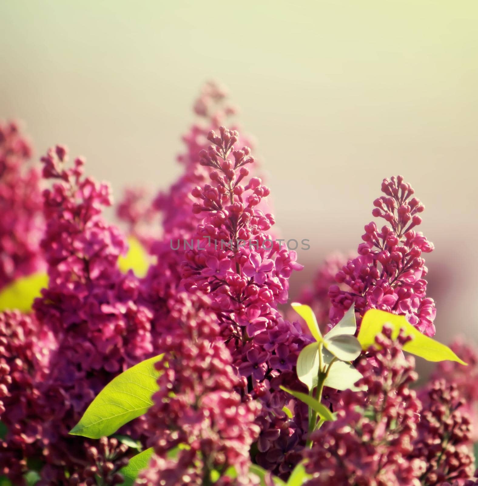 Purple lilac flowers outdoors by nightlyviolet