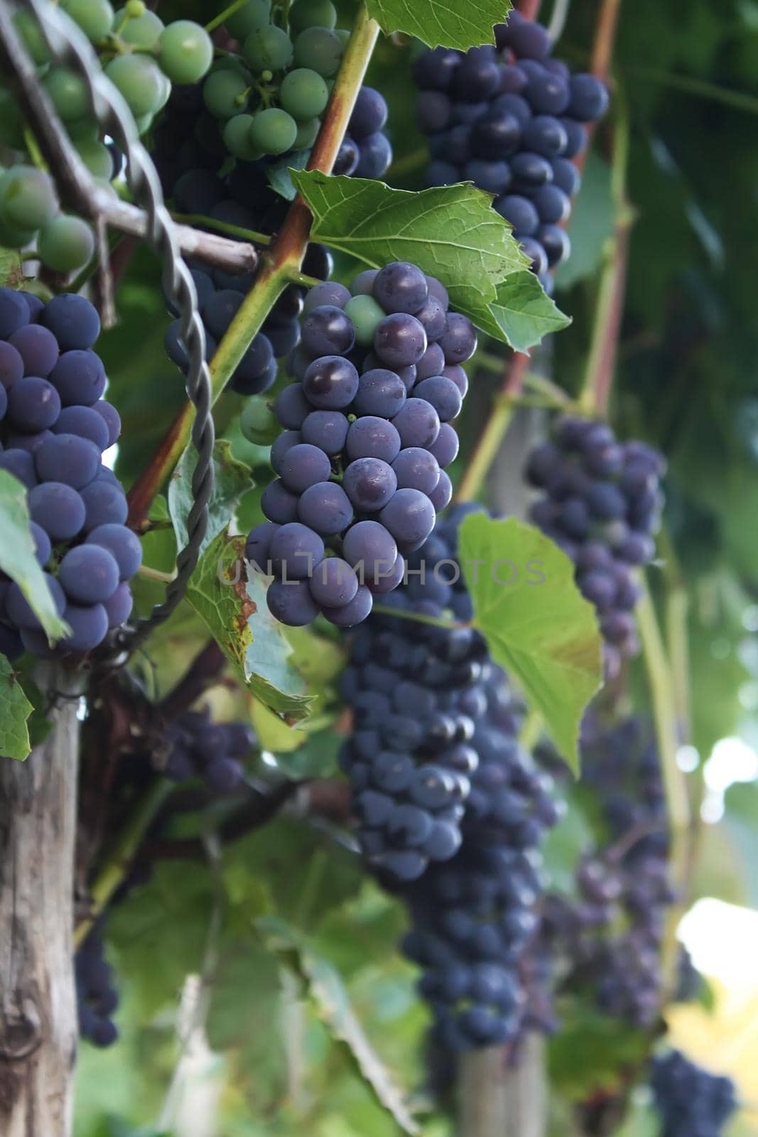 Ripe grapes on a wine growing in the garden