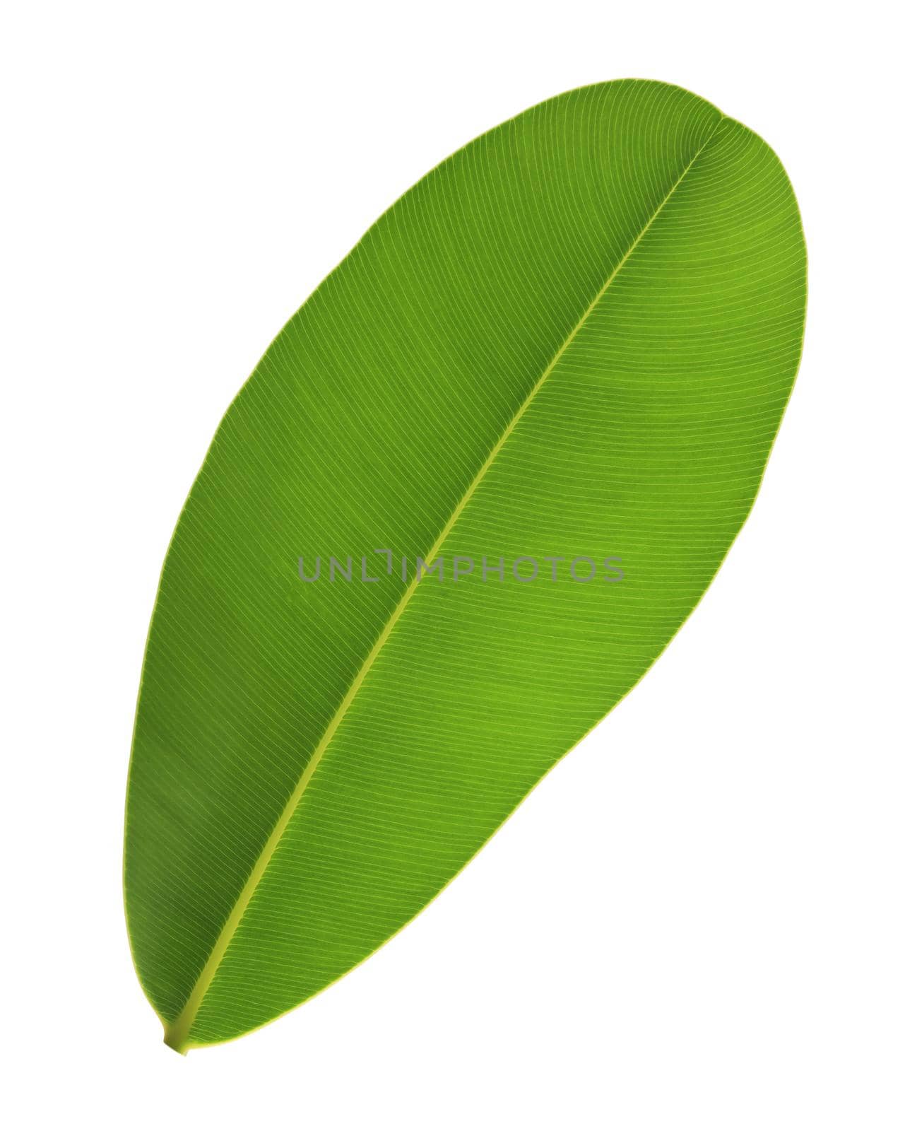 Alexandrian laurel leaf isolated on white background