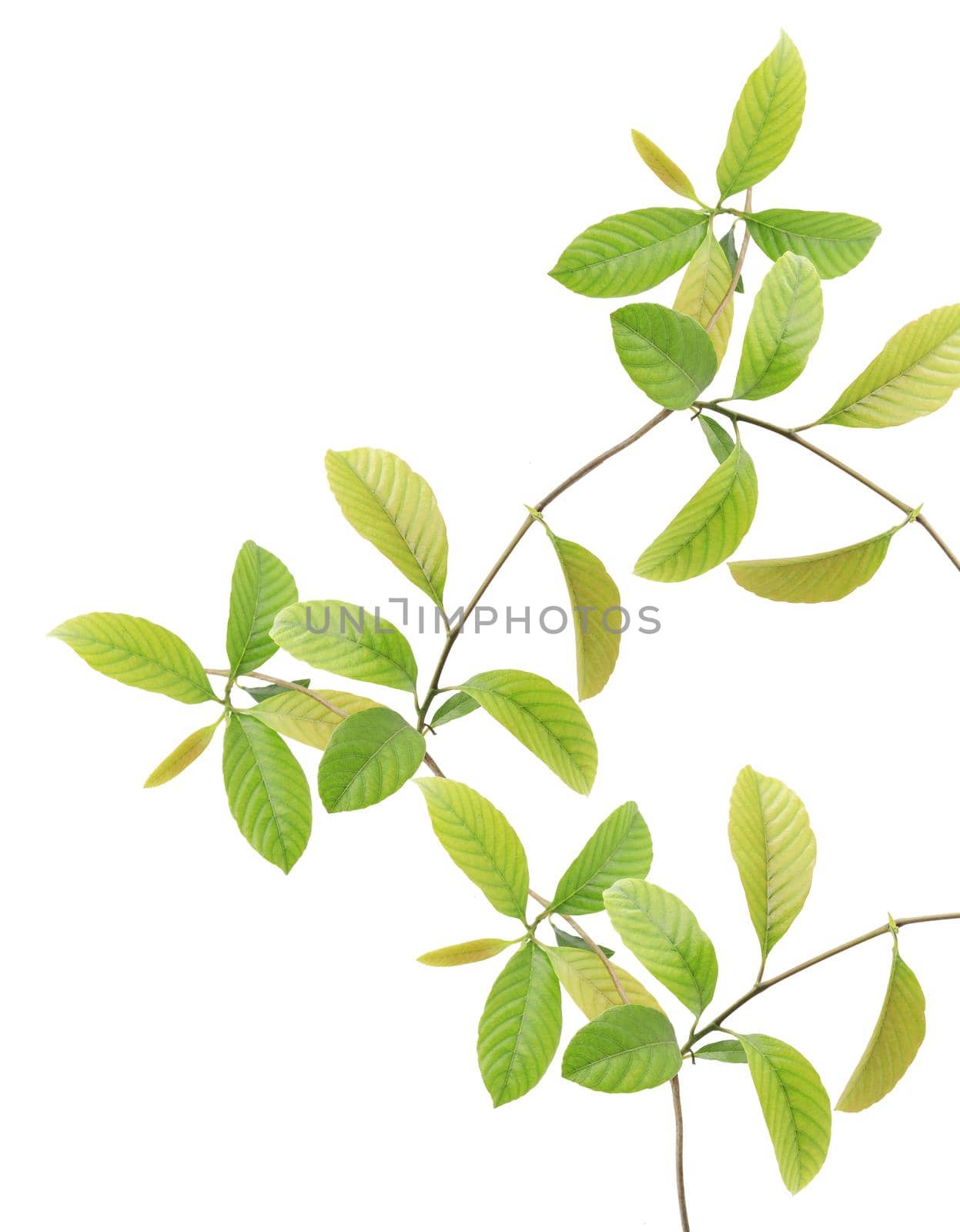 Green leaves isolated on white background by drpnncpp