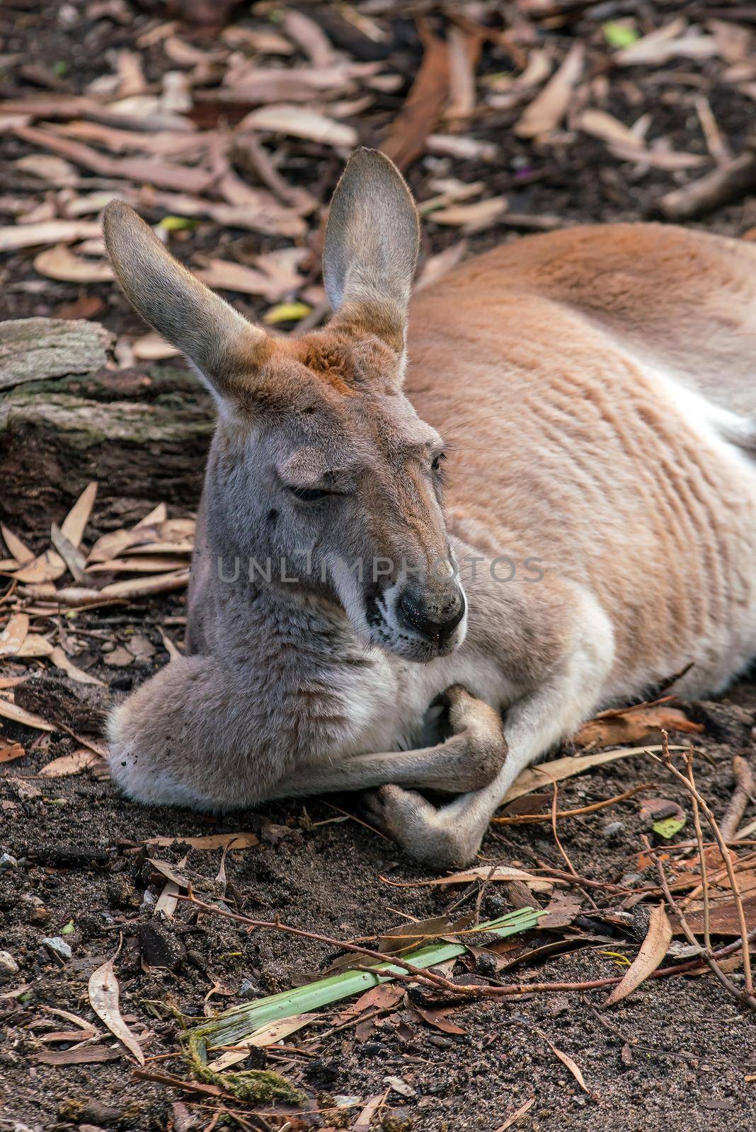 Kangaroo with natural background in Perth, Western Australia