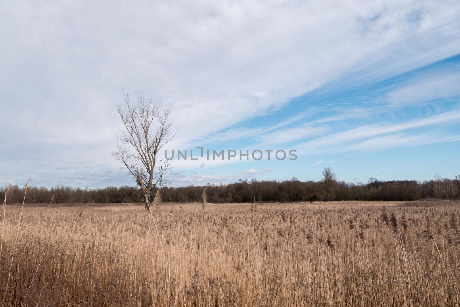 Reed grass and a tree stands against a blue-white sky. Loot of reed grass in a fied. Main subject is tree.