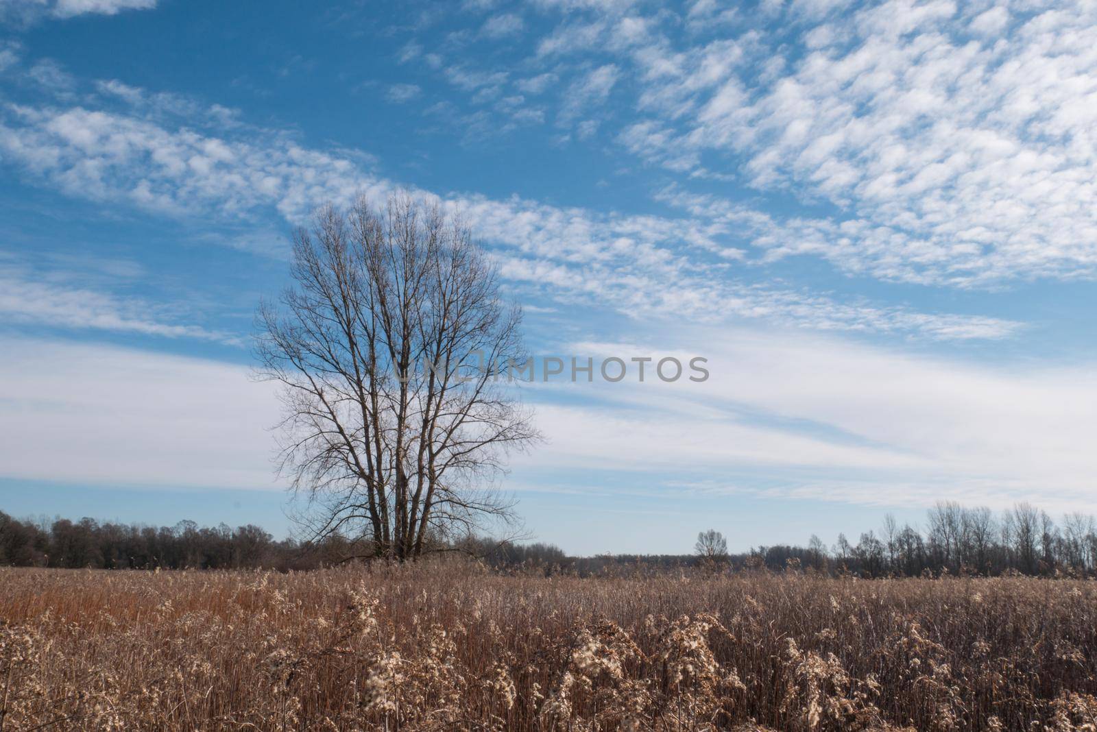 Alone tree against blue sky. Landscape scene of a one tree with blue sky and whites clouds. Sunny winter landscape scene.