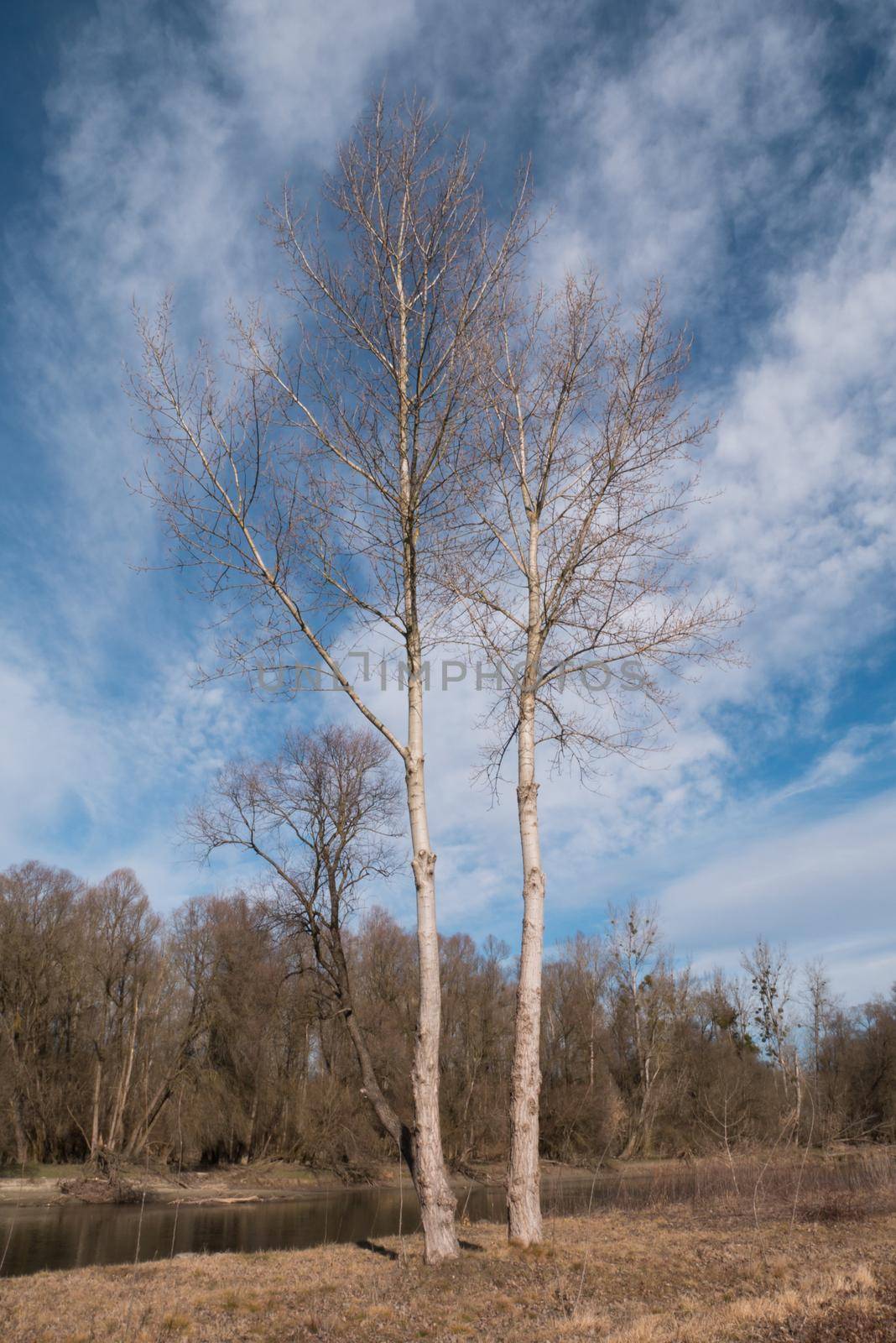 Alone tree against blue sky. Landscape scene of a one tree with blue sky and whites clouds. Sunny winter landscape scene.