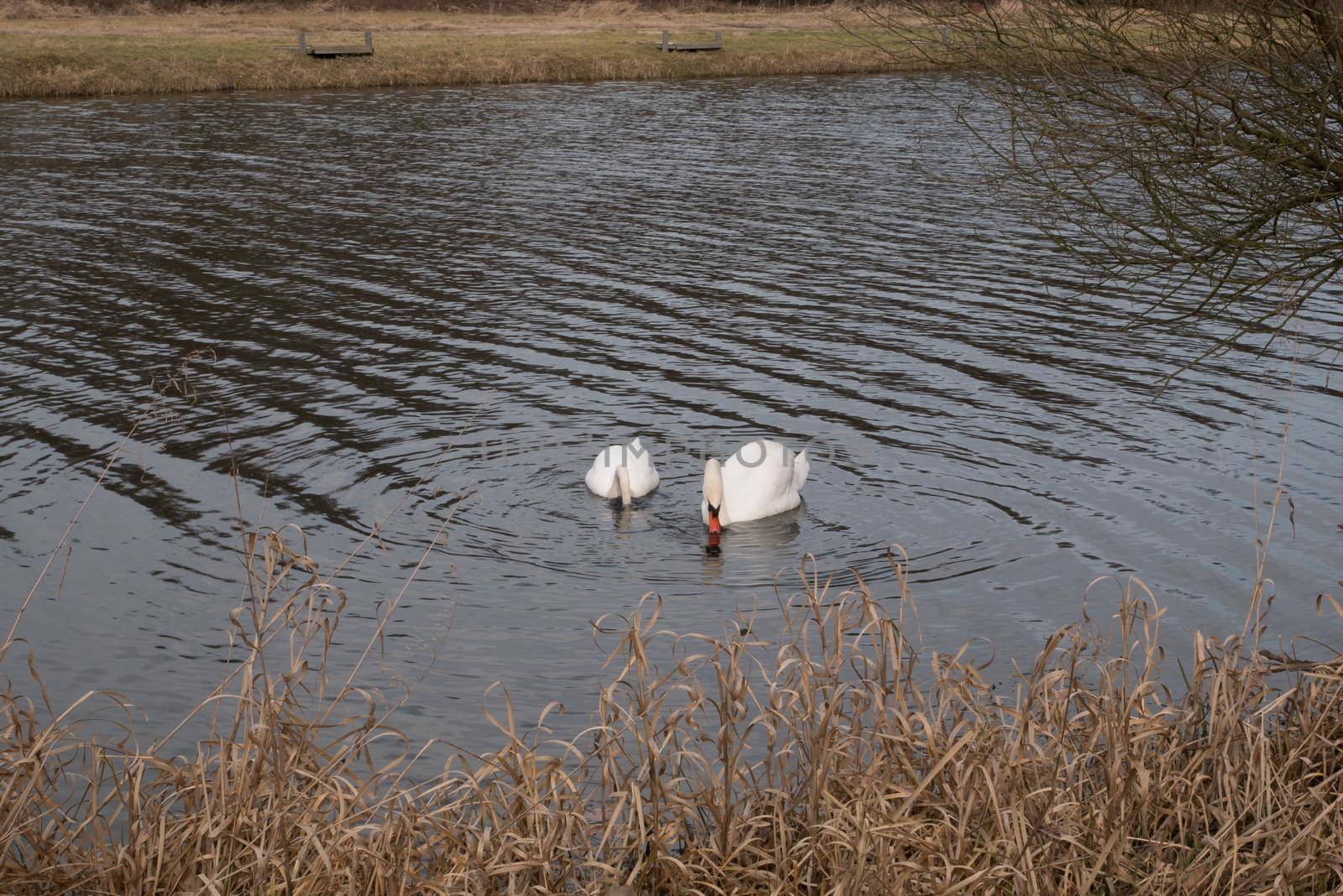 Two swans swimming in a lake. White swans swim and fish in the lake.