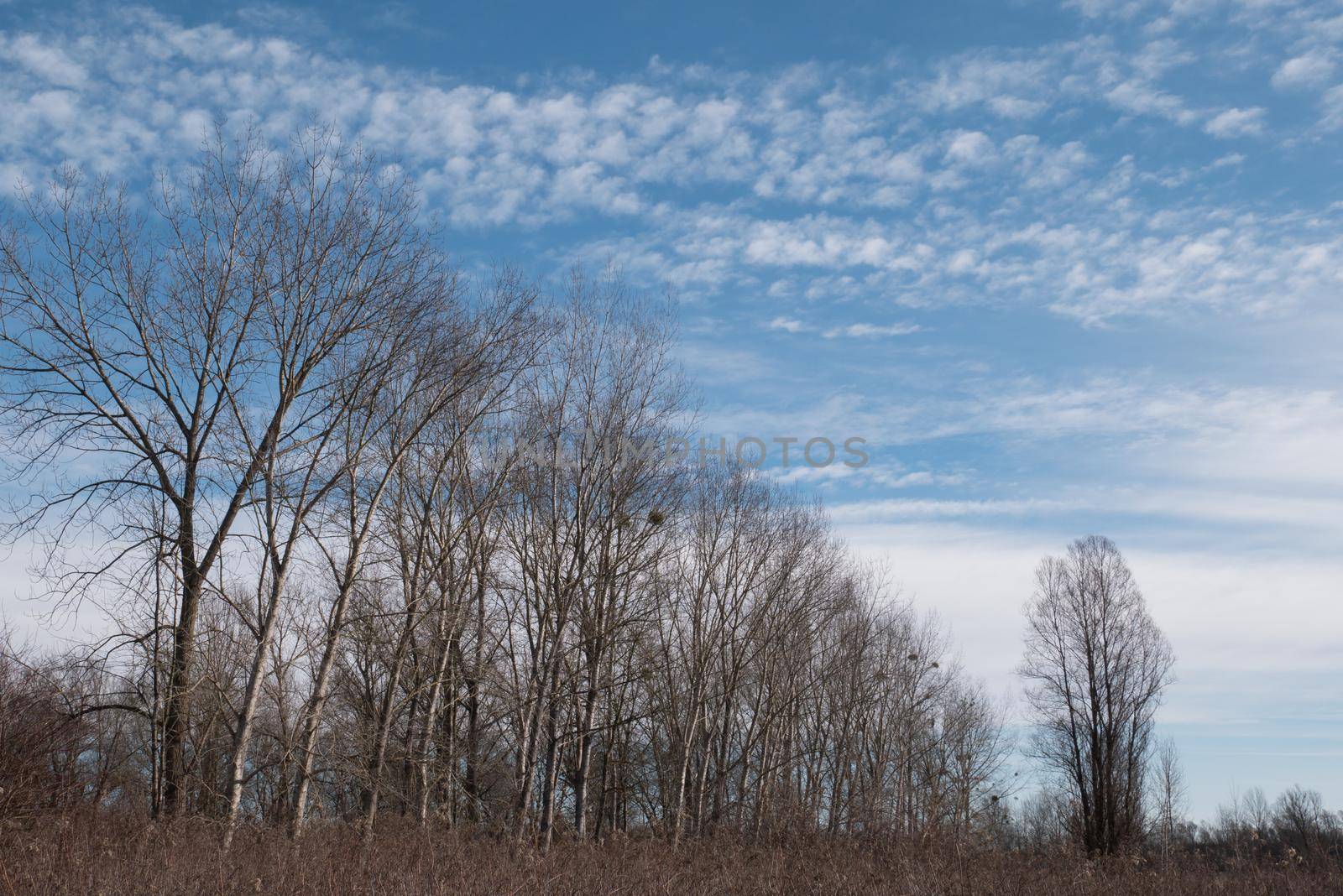 Naked branches of a trees against blue sky with white clouds in early spring or autumn day. Top view.