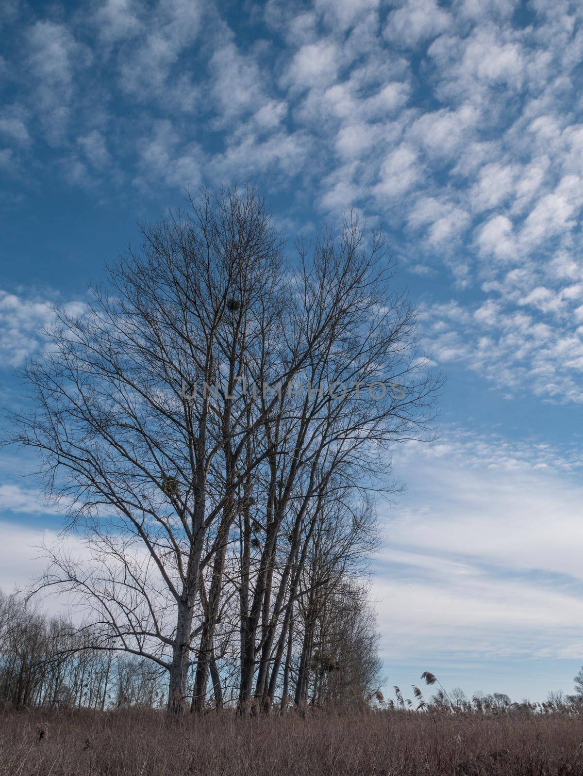 Naked branches of a trees against blue sky with white clouds in early spring or autumn day. Top view.