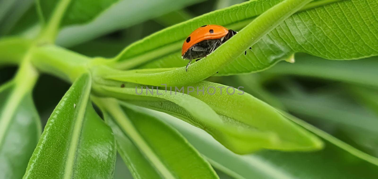 Ladybug walking in the foreground on green leaves