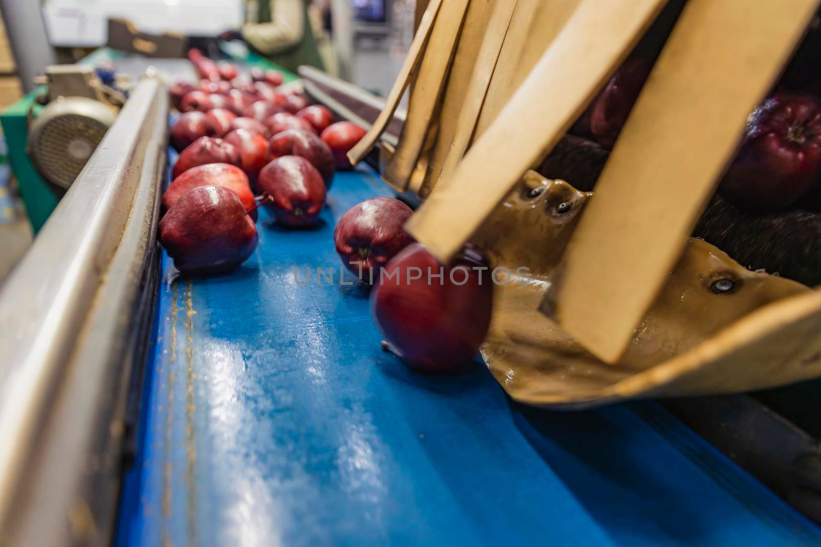 red apples on the packaging line of the enterprise