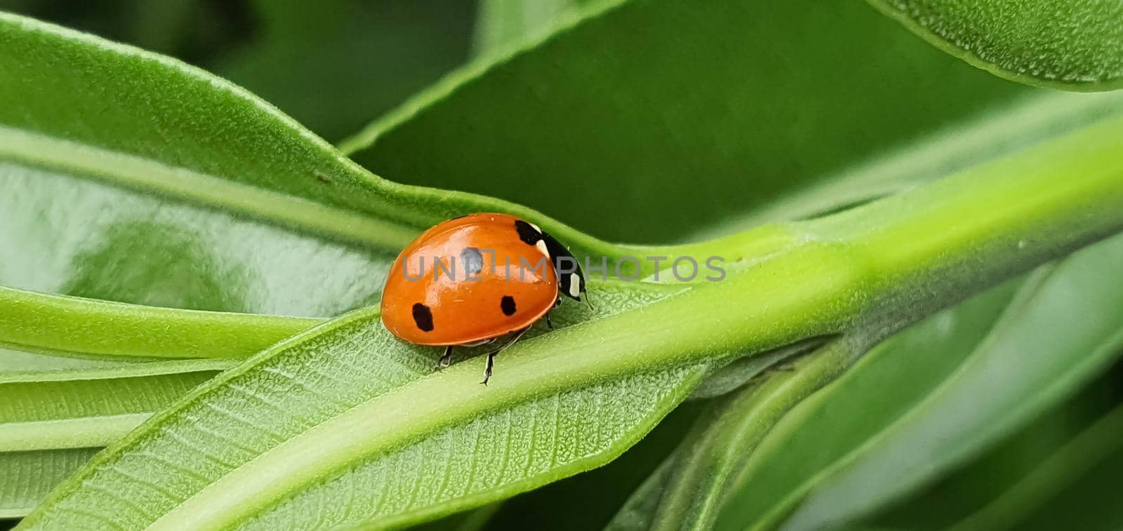 Ladybug walking in the foreground on green leaves