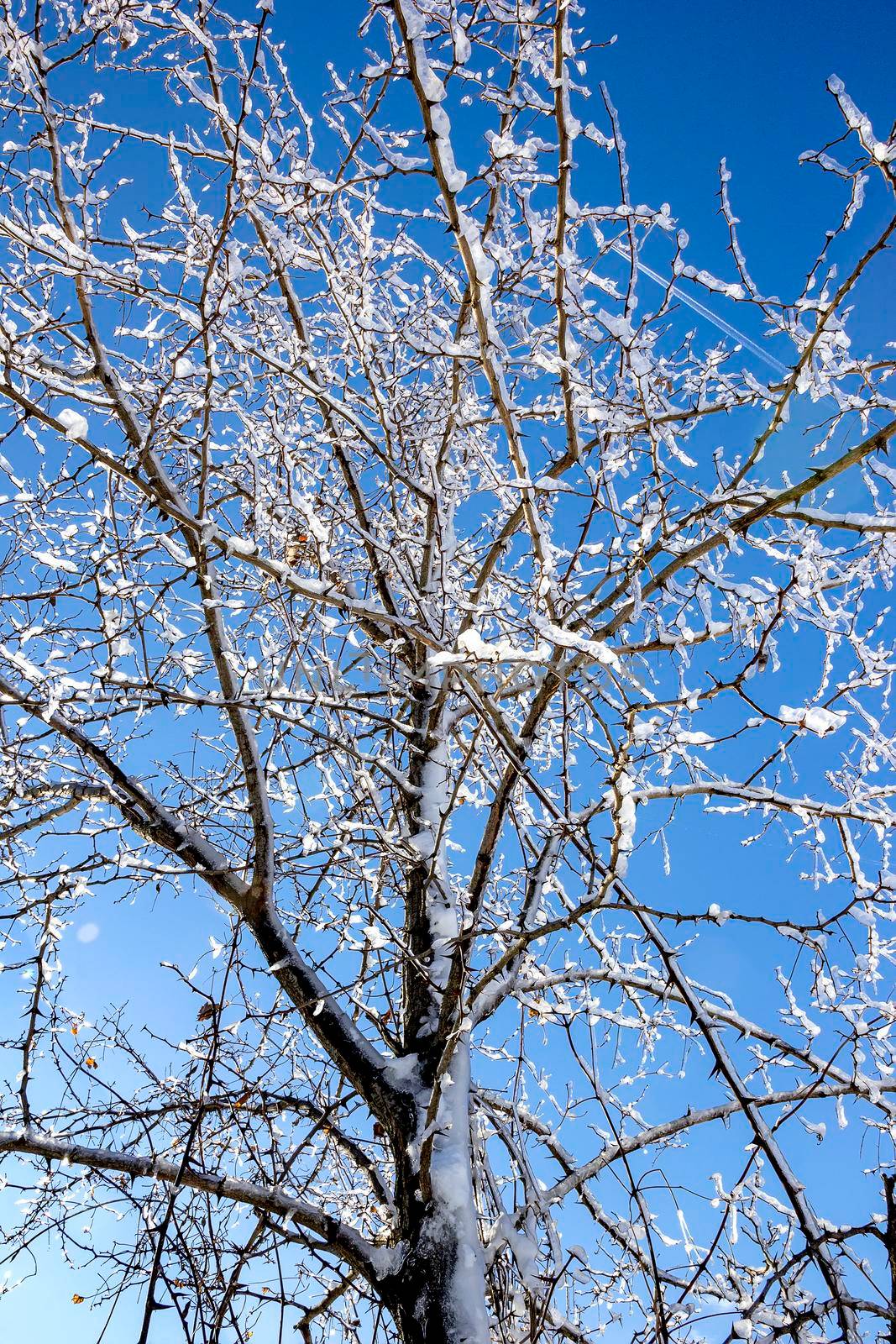 Frozen tree in winter ice at the blue sky. Vertical view by EdVal