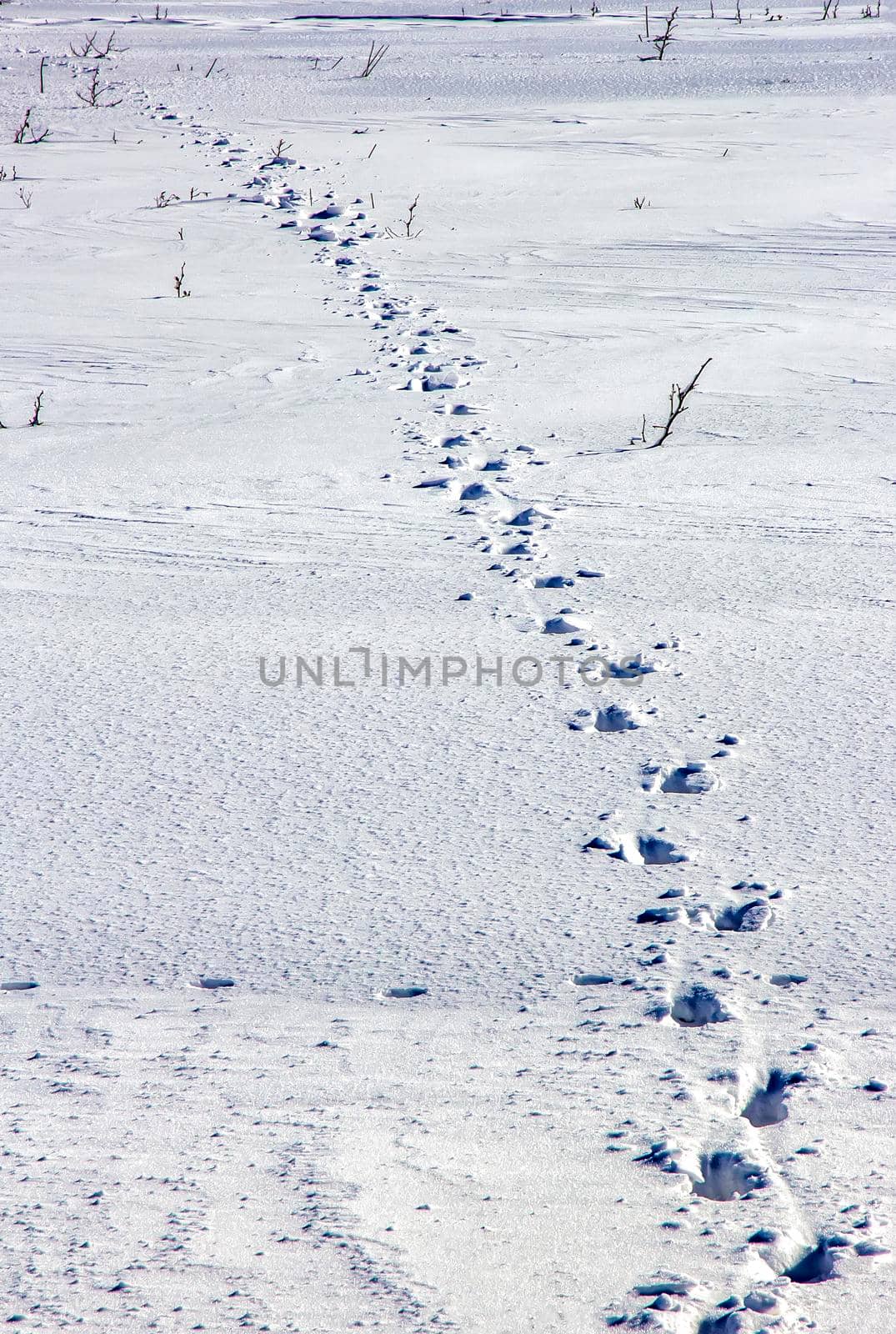 Day view of human traces on snow in the field. Vertical view by EdVal