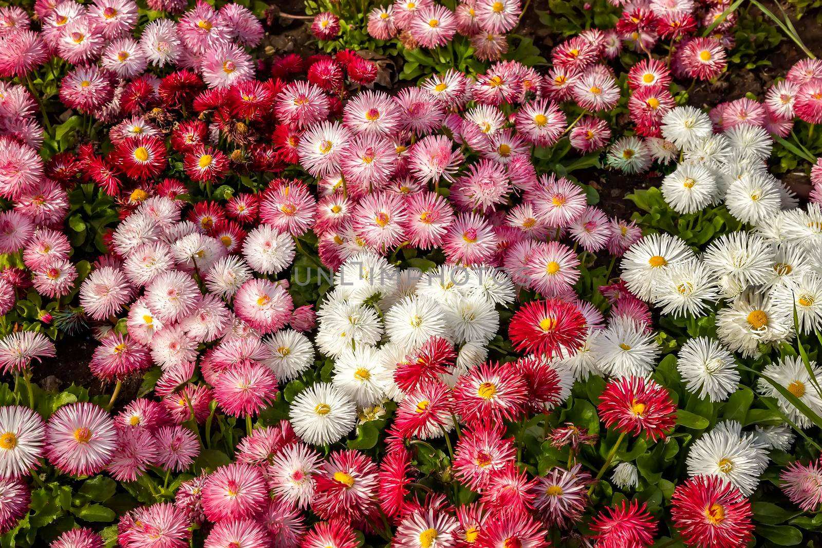A mix of Common Daisy- Monstrosa. Corsican Bellis Perennis Flower. Top view