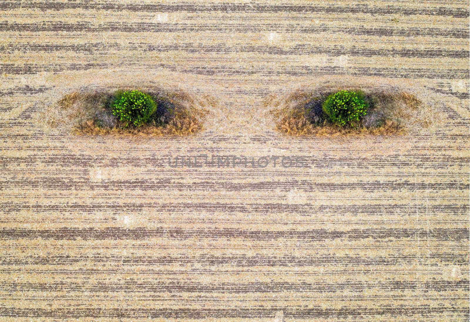 Abstract agriculture composition like earth eyes. Conceptual. Aerial View of harvested Field