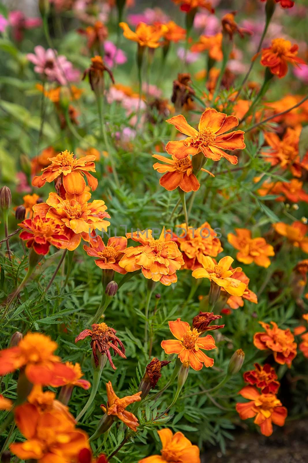 Orange-yellow French marigold or Tagetes patula flowers in the summer garden. Marigolds floral background by EdVal