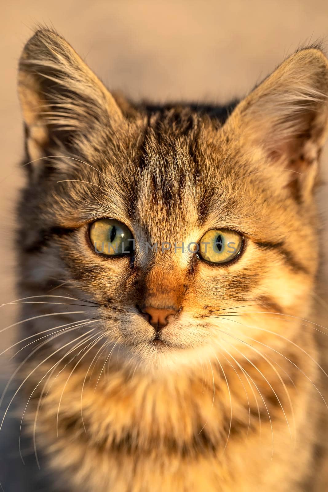 Portrait of a cute small cat. Close up