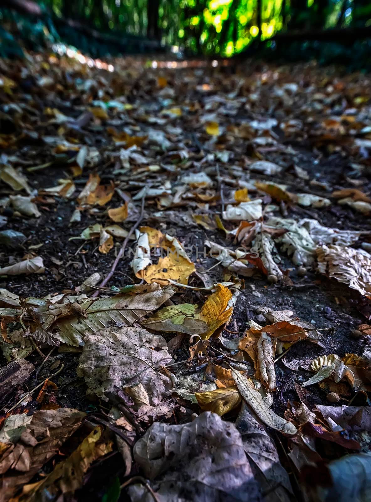 Autumn landscape - park trees and fallen autumn leaves in a park. Selective focus at the foreground. by EdVal