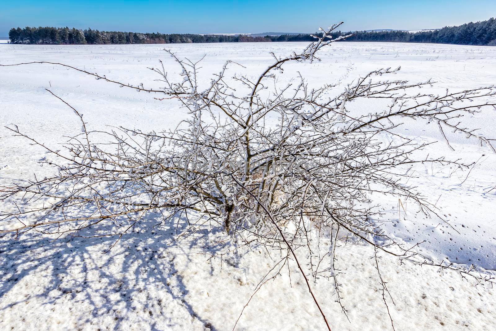 Day view of the beautiful tree in winter and branches covered with Ice.
