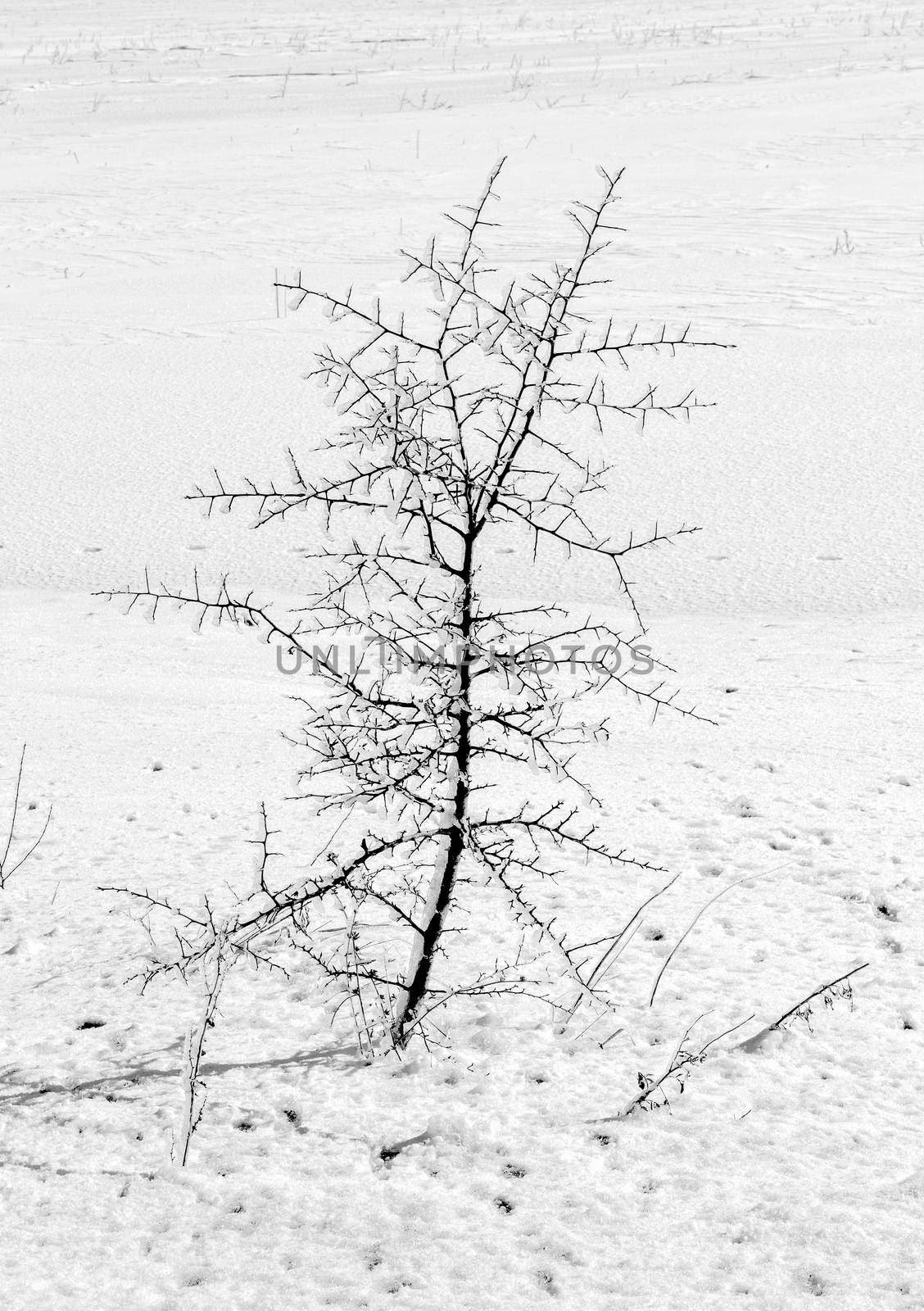 Day view of beauty small tree in winter and branches covered with Ice..Vertical view